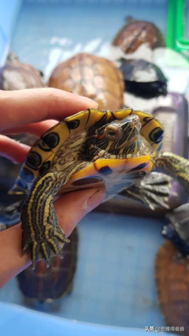 乌龟的种类与名称:新手想养龟，有什么品种推荐？什么途径购买？