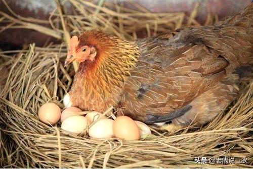 以前农村自己养的土鸡到春季都会抱窝,为啥现在的鸡不会抱窝了？