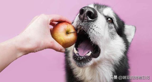 关于博美犬不能吃什么水果:博美犬可以吃什么蔬菜水果 饲养博美犬时，有哪些禁忌不能碰？
