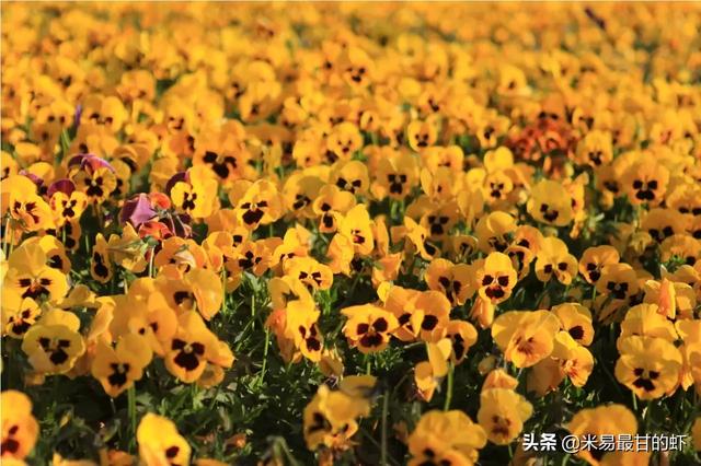 立冬是几月几号2020年:2019年马上入冬、立冬了，今年是暖冬还是冷冬呢？为什么？
