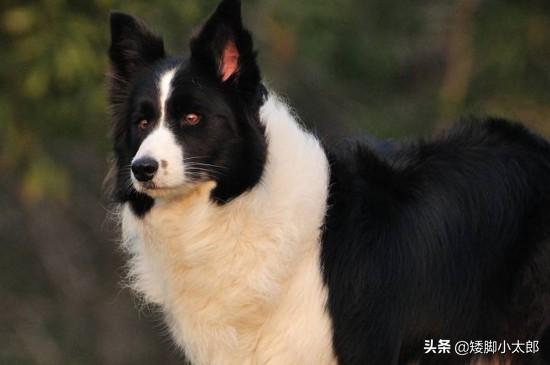 德牧犬能家养吗:德国牧羊犬适合农村看家护院吗？