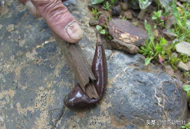 蚂蝗吃什么东西:蚂蝗吃什么东西鸡血 蚂蝗会被鸟吃吗？有什么动物是吃蚂蟥的?
