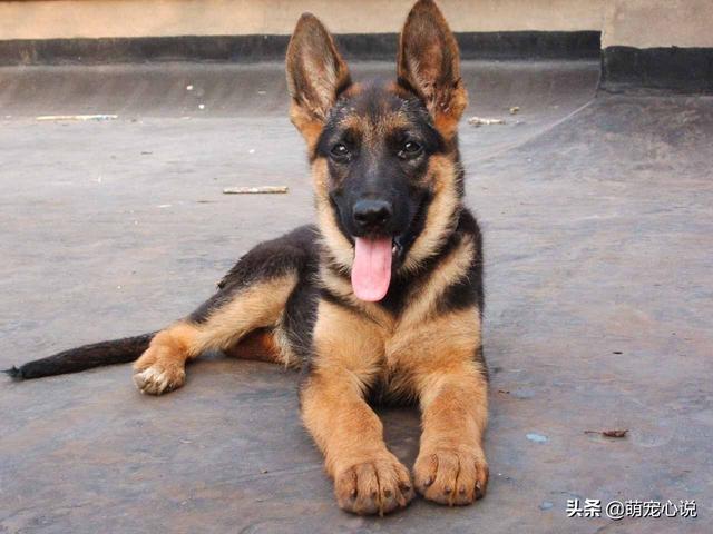 德牧犬能家养吗:为什么说德国牧羊犬最适合家养？
