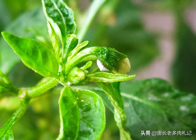 多肉酒精去介壳虫:多肉长介壳虫用酒精可以吗 多肉植物该不该在室外养？