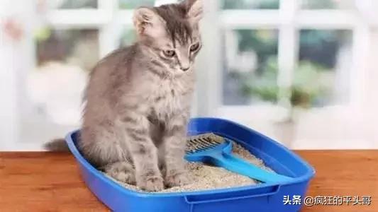 猫咪睡在猫砂盆:猫咪晚上会找到猫砂盆吗？