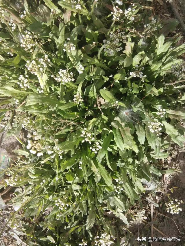 部分农村人钟爱荠荠菜,你咋看？