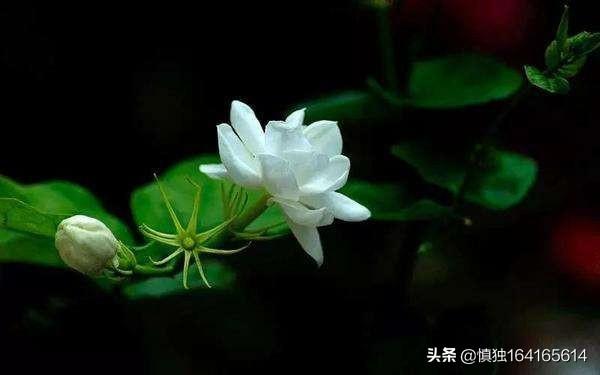 死亡之花,为什么有些花卉遇上高温会死亡？