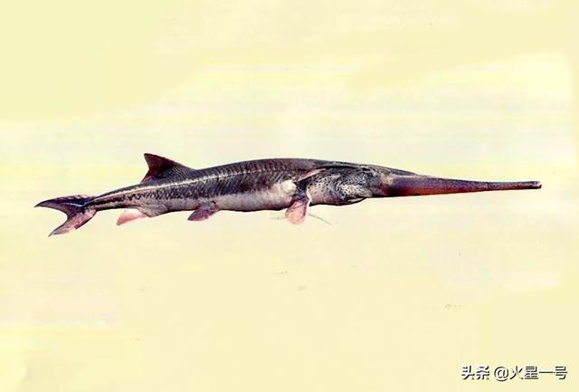 头条问答 - "中国最大淡水鱼"灭绝,这是什么鱼?还有哪些鱼濒临灭绝?
