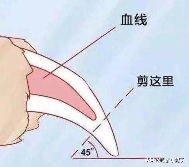 喵星人指甲劈开会不会很痛，给猫咪剪指甲不配合，害怕吹风机，可以改善吗