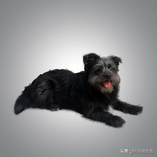 宠物训练用品刺钉圈:哪里可以定制宠物带，宠物项圈和宠物牵引绳？