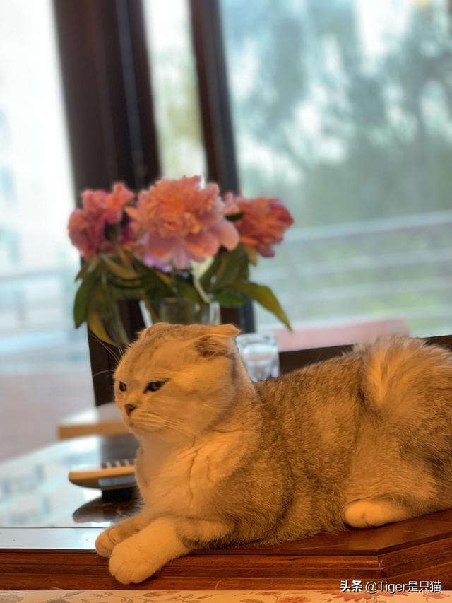 三亚苏格兰折耳猫价格:折耳猫一只多少钱，好养吗？
