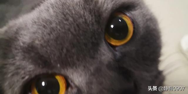 宠物去世后你会以何种方式处理呢？插图10