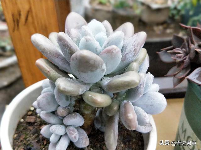 头条问答 多肉植物哪种好看又好养 如果拼养哪几种放在一起 23个回答