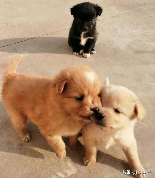 哪里能买到赛维洛犬菌清:小狗到家一般会先叫几天吗？