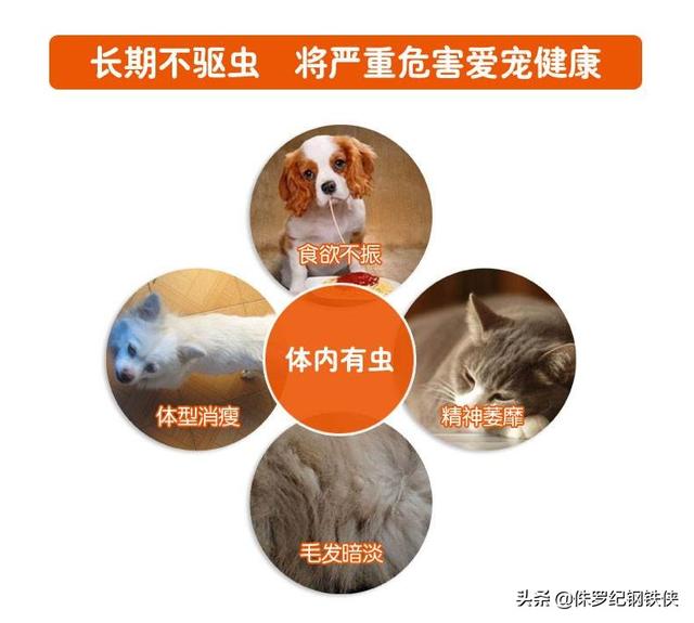贝卫多犬用驱虫药:五个月狗以前没做过驱虫，现在开始补做应该多久一次？