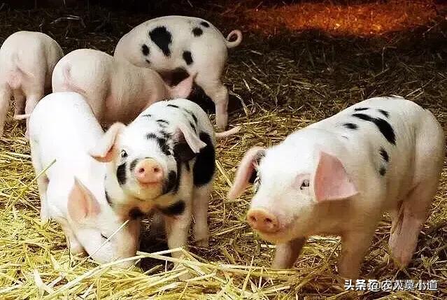 怎样养羊:怎样养羊才是最好的方法 养羊不赚钱，养羊效益不尽人意，该如何合理的养殖？