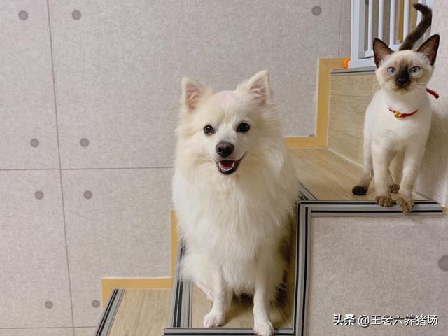 我的狗朋友是猫:如果把小猫和小狗养在一起，它们会成为好朋友吗？