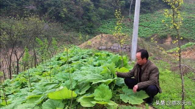 黄锦蛇的生理生长周期:药材大黄现在正是收获和栽培期，它的栽培技术和加工方法是什么？