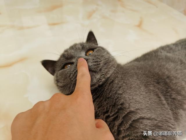 猫咪帮你踩奶是什么意思:英短猫把你当成妈妈有什么表现？