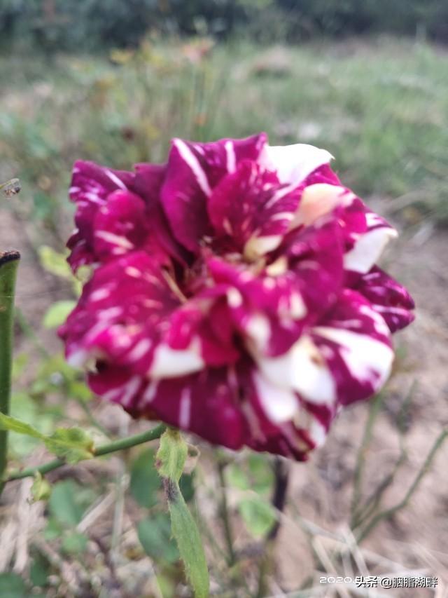 最香的几款月季品种是什么？插图53