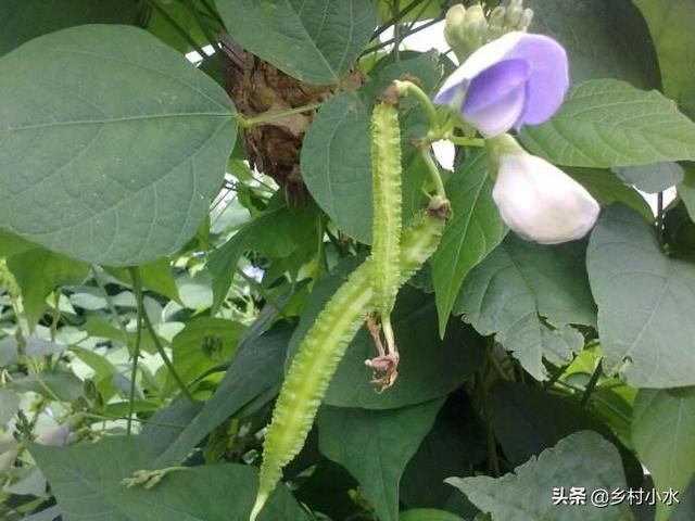 豆子从豆荚里跳出来视频:四棱豆生育期，花蕾大量脱落，该怎么办？