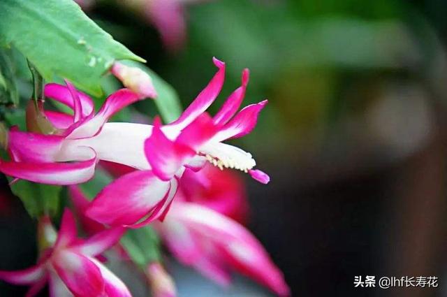 小型观花植物:有哪些适合秋冬观花的室内植物？