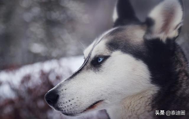 德国狐狸犬洗澡:日本狐与德国狐狸犬区别 博美犬的脾气怎么样？会护主吗？