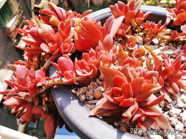 虹之玉锦:虹之玉开花了，该怎么养？