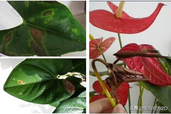 花叶芋穿孔线虫病:清除香芋田间的杂草用什么除草剂比较好？
