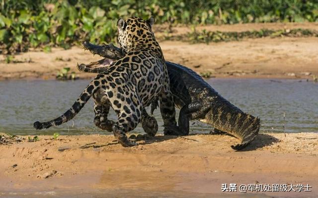 能家养的最大的猫科动物:你觉得哪种猫科动物的体型比例是最完美的？ 可以家养的大型猫科动物