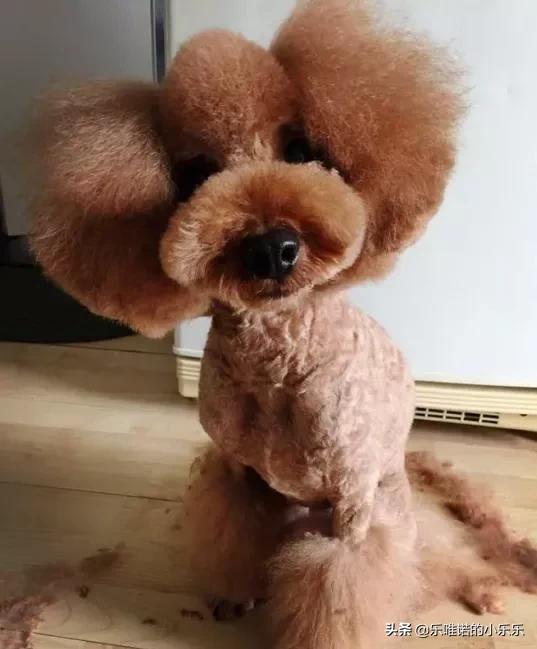 苏州宠物造型:泰迪犬有哪些不同风格的造型呢？
