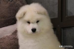 萨摩耶幼犬:一两个月的萨摩耶幼犬为什么总爱咬人？
