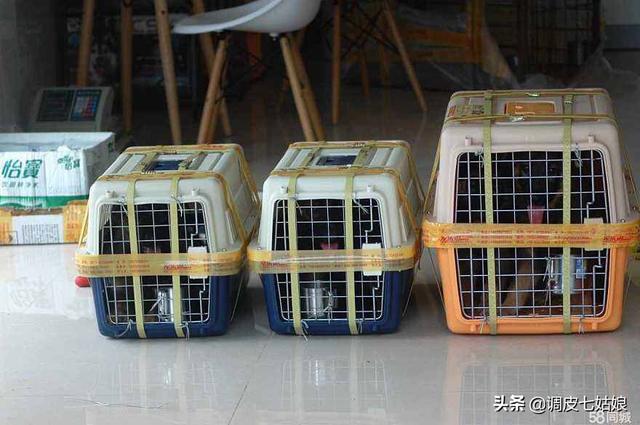 厦门宠物托运哪个好:那种快递可以运送活体宠物？
