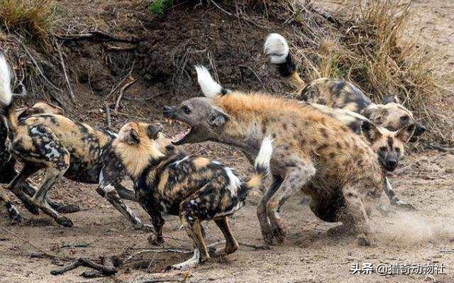 野狗vs鬣狗真实记录:非洲的野狗为什么没有被人们训化成家狗呢？