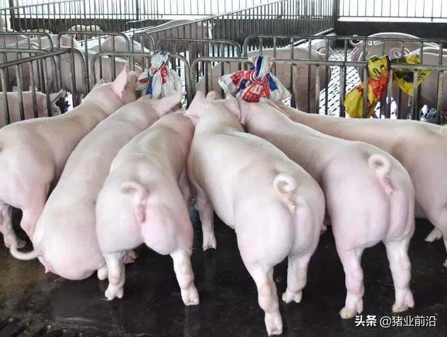 2021秋粮价格什么时候公布，2021至2023年养猪的利润怎么样