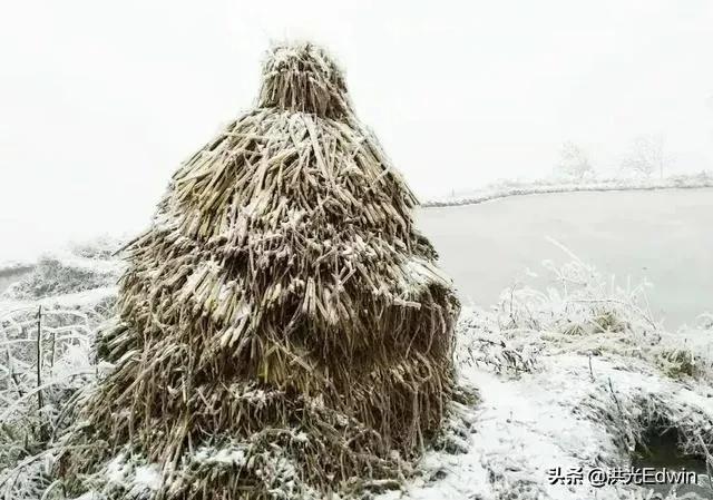 近期关于蛇的新闻:蛇是冷血动物，冬天的雪地里有蛇出没正常吗？如何解释？