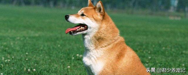犬窝咳会传染给人吗:你打喷嚏时你家的狗狗看你吗？狗狗总看我打喷嚏是怎么回事？
