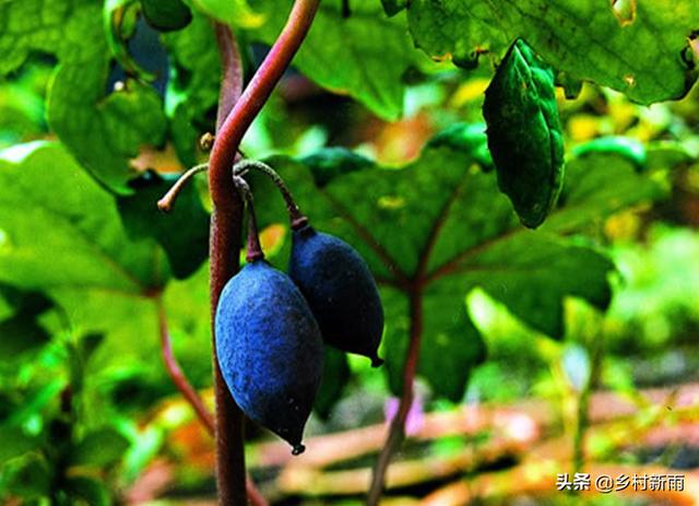 地涌金莲栽培:八角莲种植一年可以长多高？种植时注意什么？