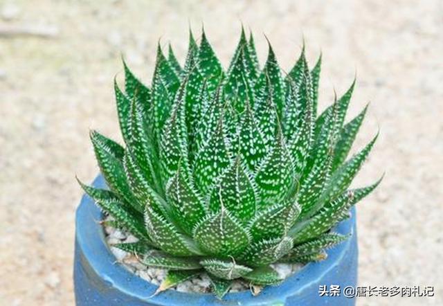 中国芦荟的图片大全集:新移栽芦荟怎么判断成活？