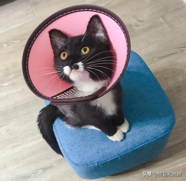 来养一只电子宠物猫:想养只宠物猫过分吗？为什么？