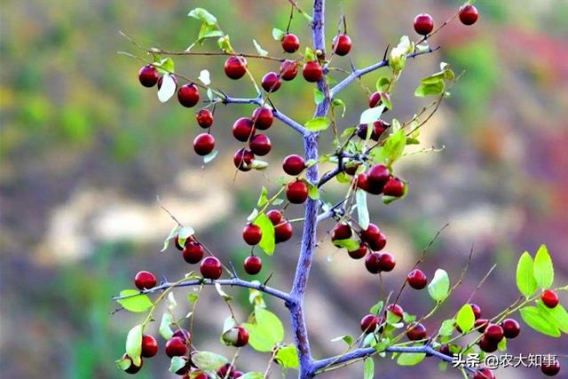 小酸枣竟然成了致富好项目，农村山上的野生酸枣树有啥用处
