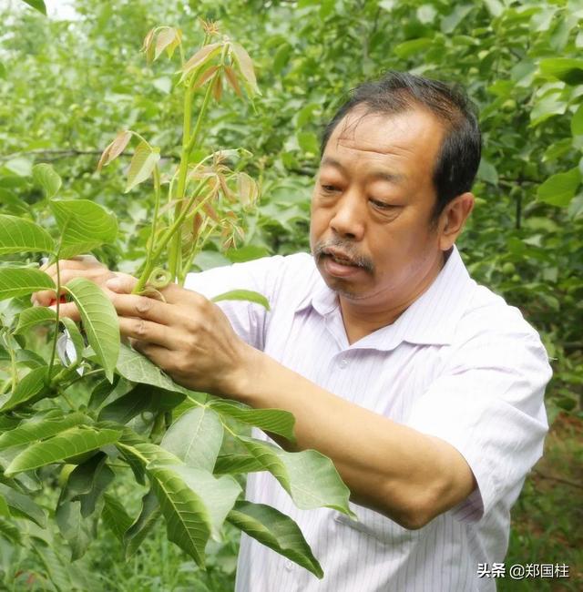 师昌绪:河北出了哪些有名的科学家？