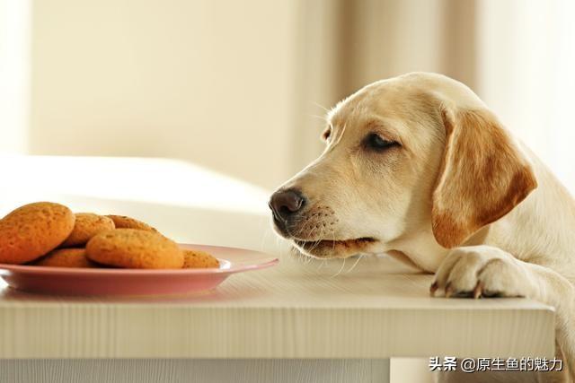 犬打:如何看待因遛狗起矛盾，青岛爱狗人士被打得满脸是血？