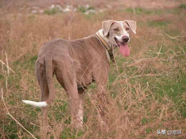 衡阳广西土猎犬网:我国有世界排行前三的猎犬吗？有何依据？