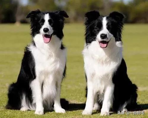 世界犬类智商排名中国:中华田园犬为什么是世界上智商最低的狗？
