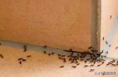 法老蚁爬过食物能吃吗:家中（厨房）有蚂蚁怎么办？