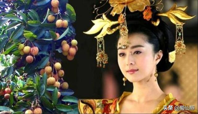 杨贵妃吃的荔枝产自四川还是广东？