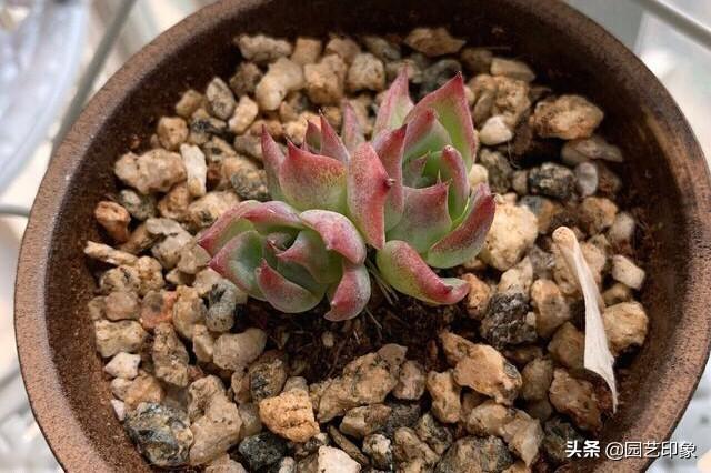 吉娃娃和他的伙伴们全集:吉娃娃长了好多气根，但叶片发软怎么回事?已经种了一个多月了？
