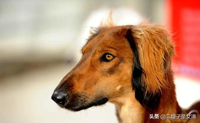 山东细犬撵兔视频:细狗跑着跑着死了是什么原因？