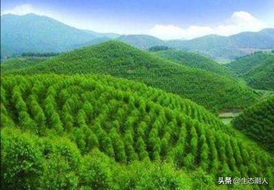 种植桉树的经济效益，农村100亩坡地，想种桉树，多久能有收成